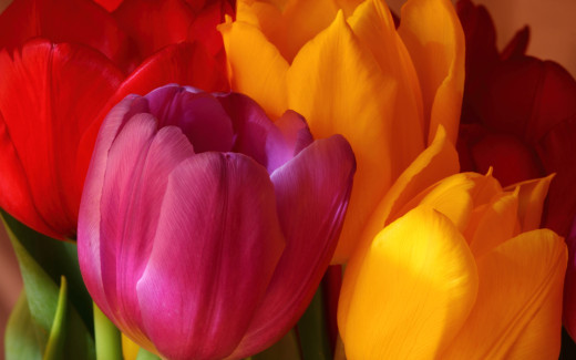 488850 (a): :2560x1600